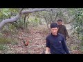 AYAM HUTAN JANTAN : Aksi Memikat Ayam Hutan Terbaik Di Alam Liar