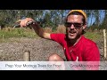 How to Prepare Your Moringa Trees for Frost