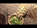Tortoises- What's Normal? Eating