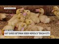 Kiat Sukses Beternak Bebek Hibrida Di Tengah Kota