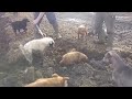 Amazing Rat Catching With Farm Dogs Kill About 500 Rats!