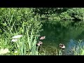 Geese and Goslings around the Toronto Zoo #birds #nature