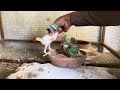 What did the parrot do to her children? | Raw Parrots baby Feeding 2024