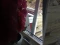 window climbing squirrel