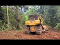 The Most Skilled Dozer Operator Breaks Down a Lot of Huge Trees Easily Using CAT D6R XL Bulldozer