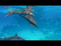 The Colors of the Ocean (4K ULTRA HD) - The Best 4K Sea Animals for Relaxation & Relaxing Sleep #7