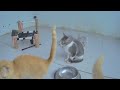 🐱 Best Cats Videos 😻 Best Funny Animals 2024 😂😸