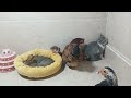 Cute animal videos 😅🤣 The cat is surprised by the mother hen