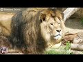 🦁 BARBARY LION EXTINCT OR NOT ?? 🦁 PURE BARBARY LION IN CAPTIVITY ?? / (part 2)