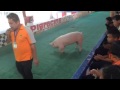Pig racing n pigs doing math in Thailand