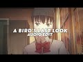 a bird's last look jersey remix - macabre plaza [edit audio]