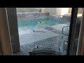 King Snake Caught in Pool