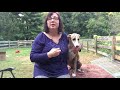 Lori Rizzo Whippet Puppy Training Wk 1 Lesson 5B