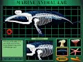 Undersea Adventure (Windows Version) Marine Animal Lab: Whale