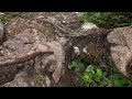 Cox Bay Lookout Hike - Tofino, British Columbia・4K HDR