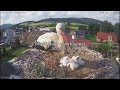 The smallest stork thrown out~2022-06-12~Stork's nest Mladé Buky