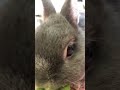 Dandelion leaf stalks and rabbits ^ ^. #funny #bunny #rabbit #freeroamrabbit #Hopper #Bunny #Rabbit