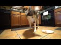 Husky vs Raw Chicken Drumsticks! (ASMR)