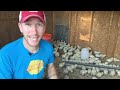 Raising Chickens for Meat: Week 2 of 8,  In The Brooder