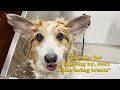 Three Easy Ways to Wash your Dog's Face | Dog Grooming Tutorial