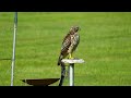 A hawk goes on the crow's spot.