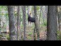 Backpacking Isle Royale National Park, A Superior Wilderness: Home to Moose and Wolves #puremichigan