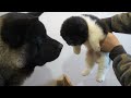 Proud American Akita dad meets his puppies!