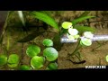 How to Grow Amazon Frogbit | Floating Plant Care Guide