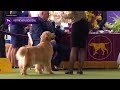 Retrievers (Golden) | Breed Judging 2024