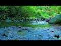Relaxing Sound of a Forest River with Birds Chirping Echoing in Forest | Meditation, Stress Relief