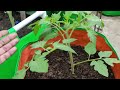 यह काम कर लिया तो टमाटर का पौधा फलों से भर जाएगा | How to get more fruit on tomato Plant in Hindi