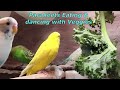 Chirping of Parakeet Budgie Birds 10 Hr , Listen to Nature Bird Songs, Meditation to Reduce Stress