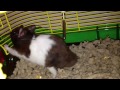 Penguin the hamster