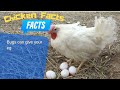 Chicken Facts | Episode 10 - Bugs, and Chickens as Pest Control