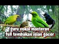 masteran gacor || lure the sound of birds in the forest