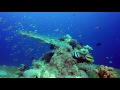 Peaceful Coral Reef Fish & The Most Relaxing Aquarium Music