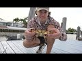 24 Hour FISH TRAPS Catch STRANGE SEA CREATURES & Tons of FISH For My SALTWATER POND! *Cuttlefish?!*