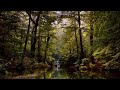 I've prepared it for you to be comfortable | Nature Piano Sounds relaxing music | Relax & Deep sleep