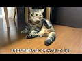 おしり歩きをした猫を大嫌いな病院に連れていくのが大変すぎました…