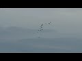 Canada Geese flying and honking