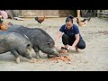 Harvest Large Trees For Food - Processing Pig Food From Tree | Lý Thị Ca