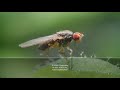 Leaf Miner Fly Babies Scribble All Over Your Salad | Deep Look