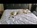Dog resting on bed.