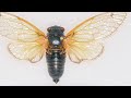 Cicadas are Amazing!