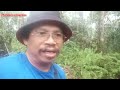 penjebak berputih mata, @ chek jebakan tupai di hutan Sibu Sarawak.ep.35.