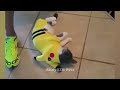 🐈 A fun day with adorable cat actions 🐱 Best Funny Animal Videos 2024 🐕