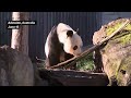 Chinese Premier Li Visits Pandas at Adelaide Zoo in Australia
