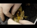 Mr H Frog Dissection.MP4