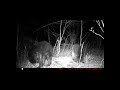 TRAIL CAM: Birthday Cake In The Woods!? - What's Gonna Eat It?