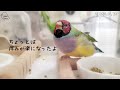 老鳥 自分で出来ない羽繕いのお手伝い　筆毛ほぐし　gouldian finch　 kara,6-Year-Old Bird pinohana　with English subtitles